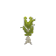 Bottletree Sapling – Hytale block