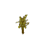 Sallow Sapling – Hytale block